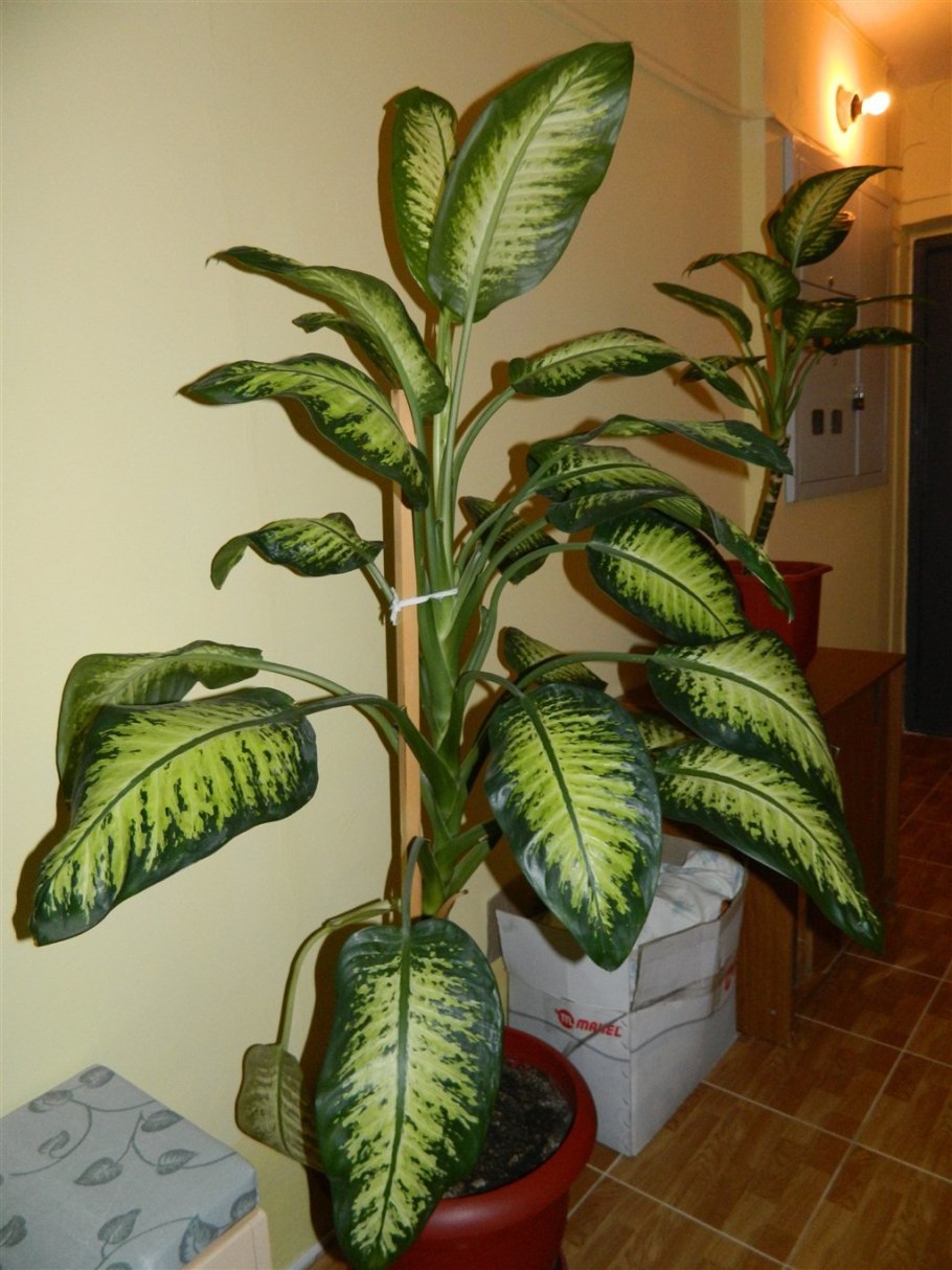 Спатифиллум Пикассо