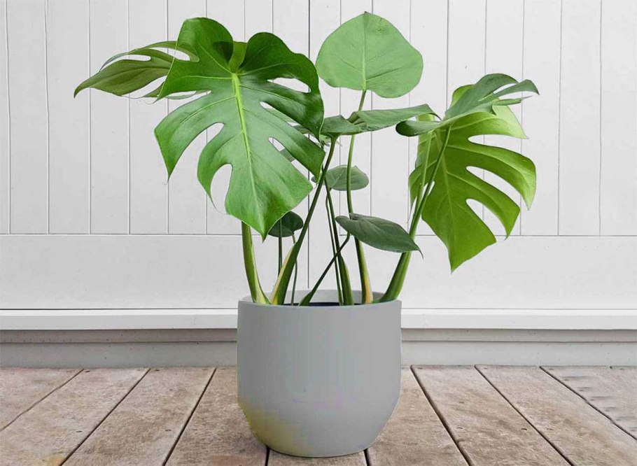 Монстера Делициоза (Monstera deliciosa)