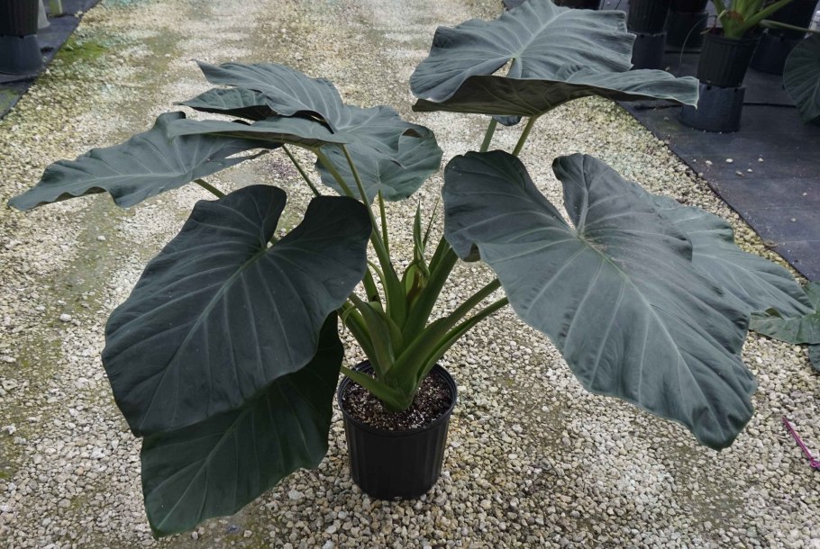 Монстера Борситжиана