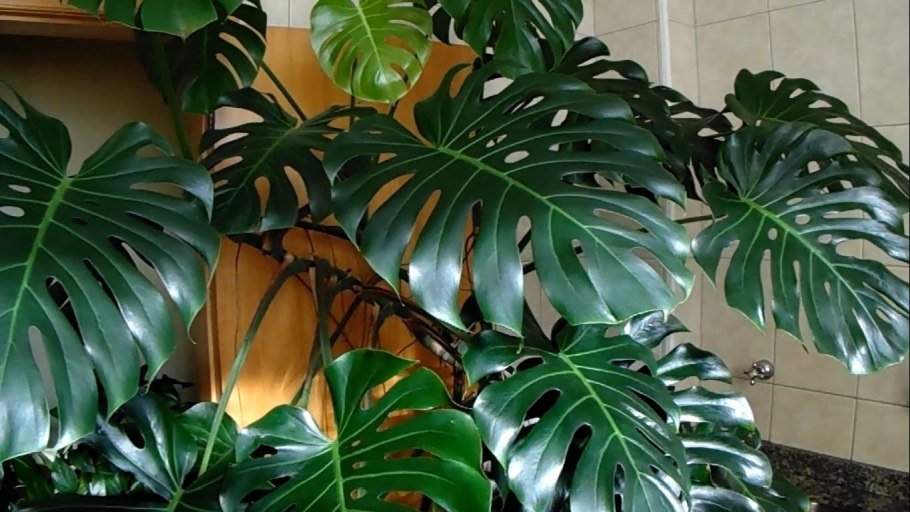 Алоказия с сердцевидными листьями