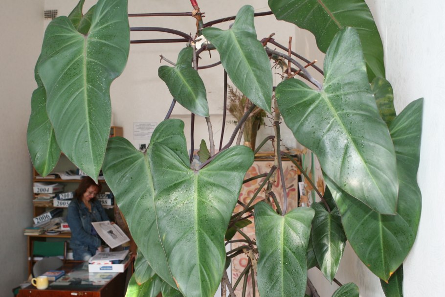 Монстера радифорда