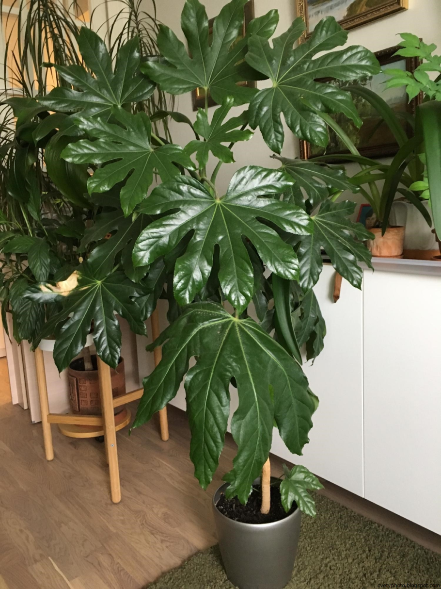 Монстера Делициоза (Monstera deliciosa)