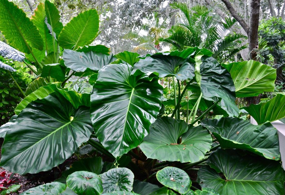 Монстера Делициоза (Monstera deliciosa)