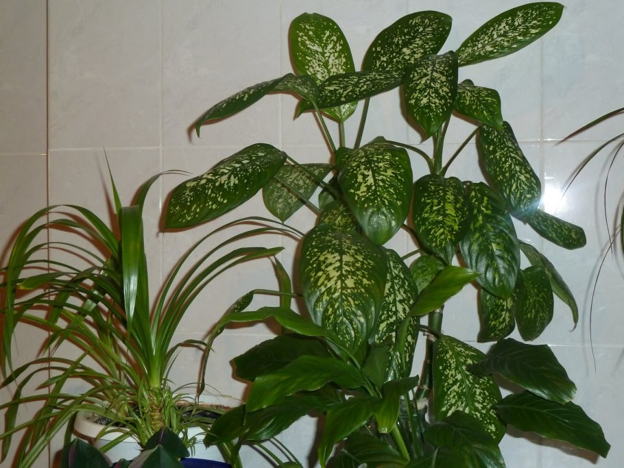 Монстера Фридрихшталя