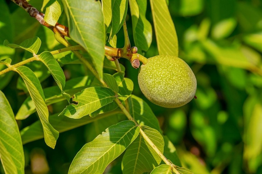 Орех грецкий Juglans Regia листья