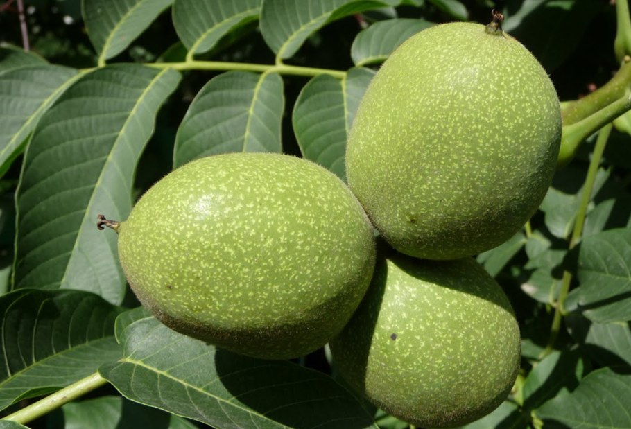 Орех грецкий (Juglans Regia)