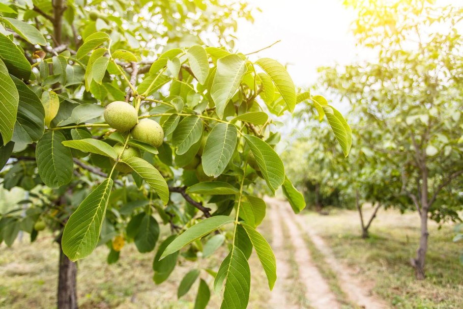 Орех грецкий (Juglans Regia)