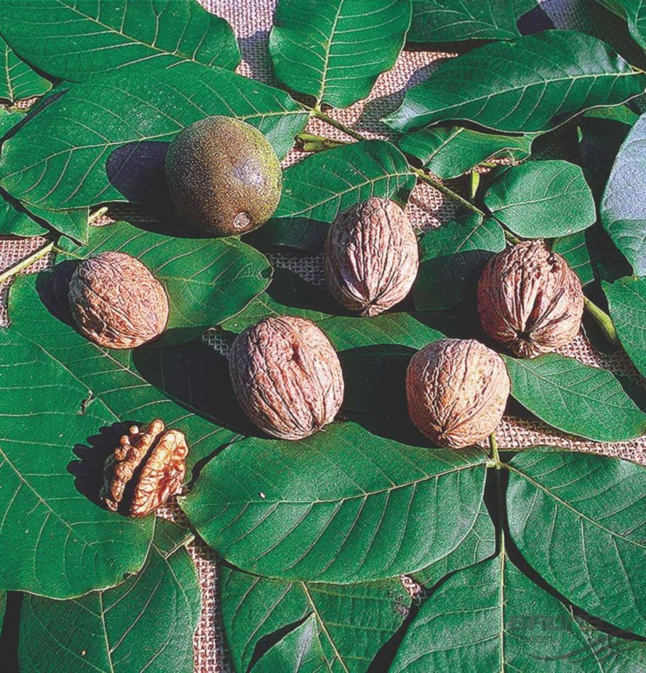 Орех грецкий (Juglans Regia)