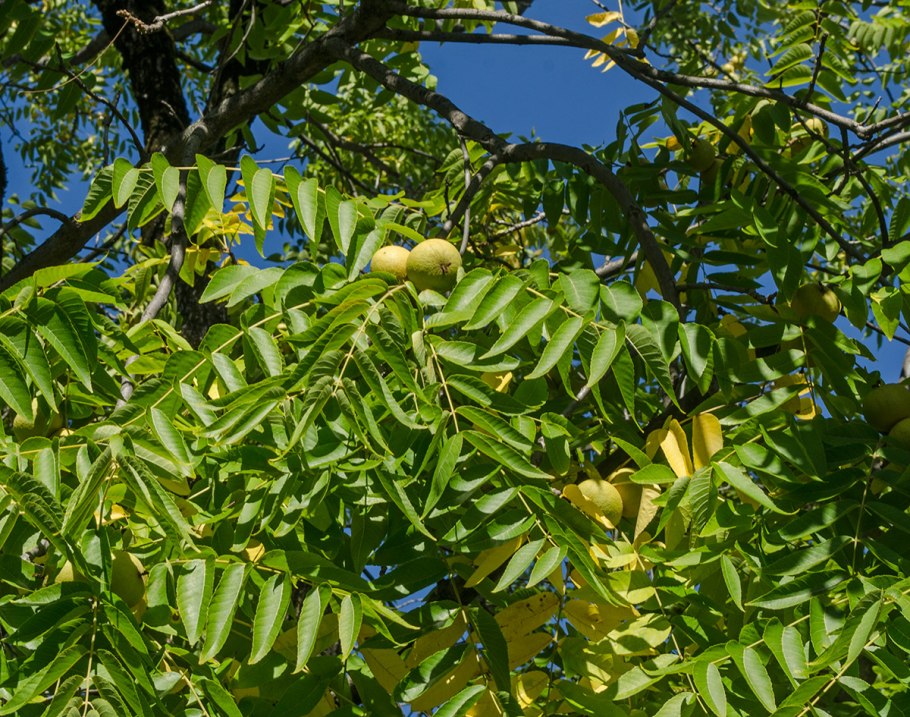 Орех чёрный Juglans nigra дерево