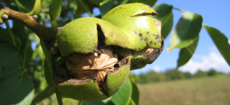 Juglans Regia дерево