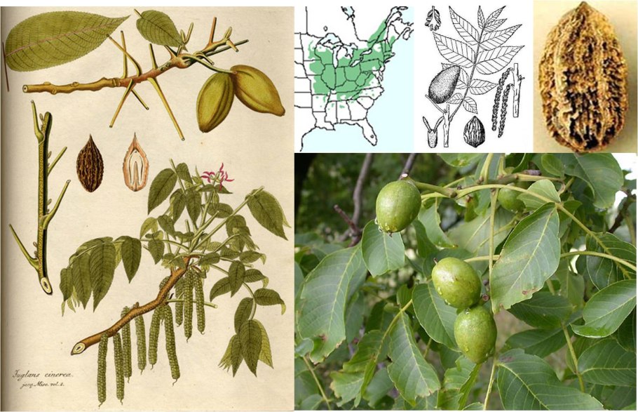 Орех серый Juglans cinerea