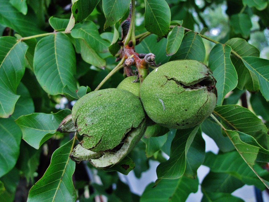 Орех грецкий (Juglans Regia) цветение