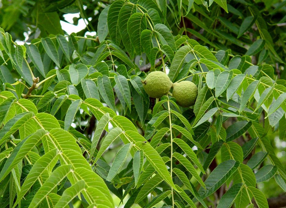 Орех черный, Juglans nigra