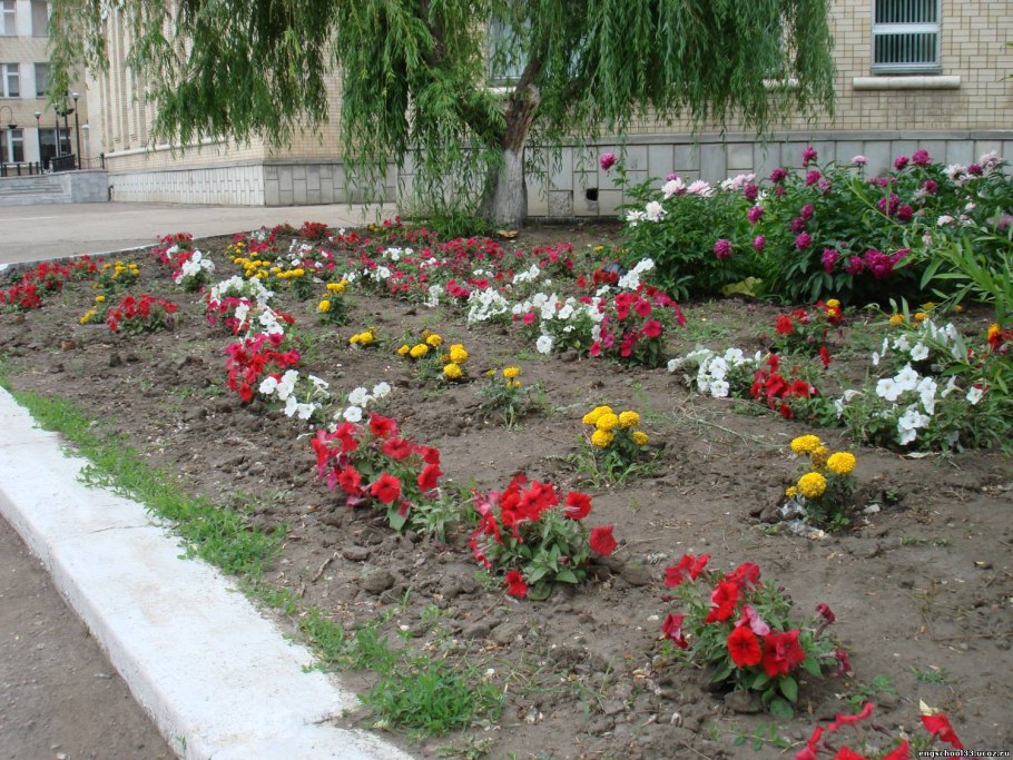 Пришкольные клумбы