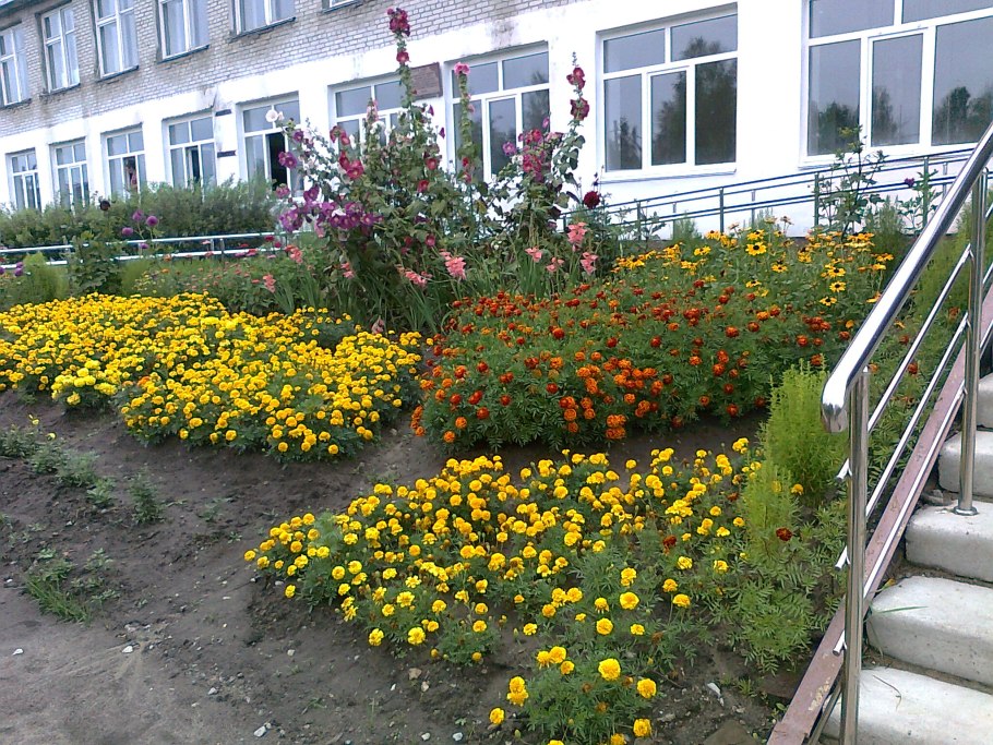 Клумбы возле школы
