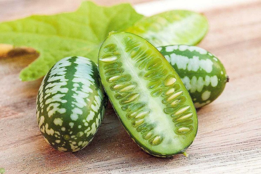 Мелотрия шершавая (Melothria scabra)