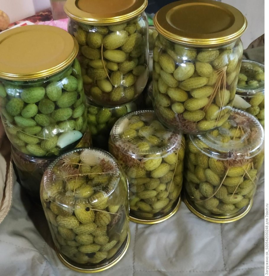 Арбузные огурцы мелотрия