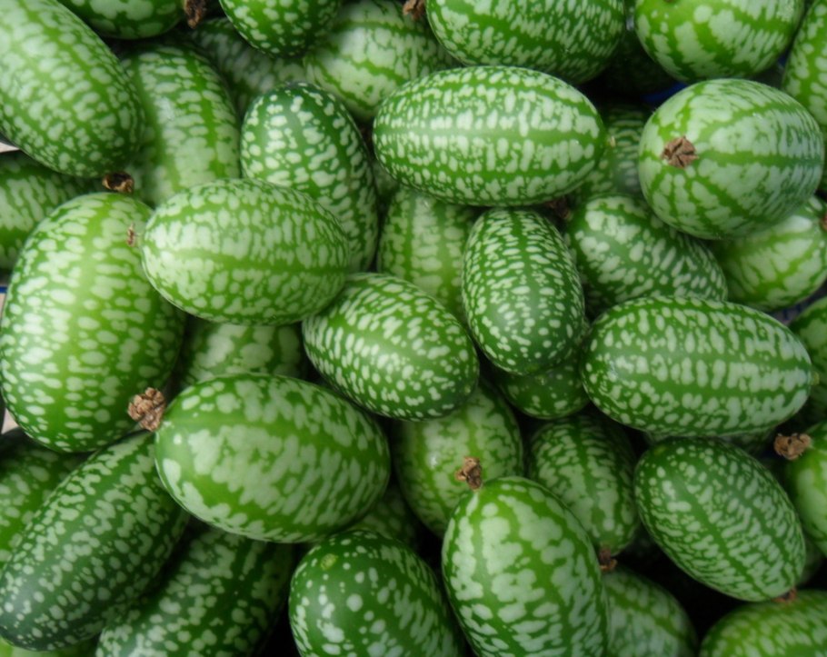 Мелотрия шершавая