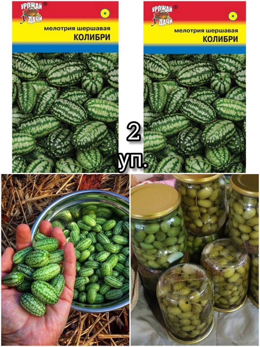 Мелотрия шершавая