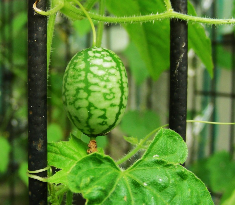 Мелотрия лианы