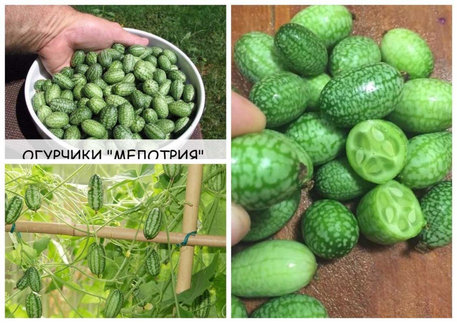 Мелотрия шершавая (Melothria scabra)