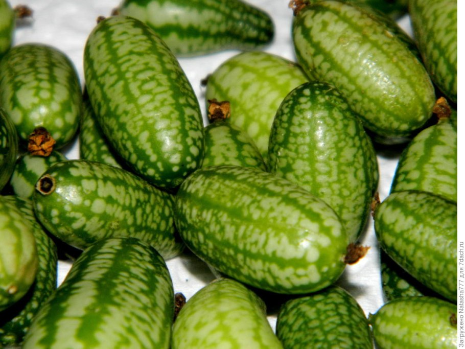 Мелотрия Колибри (мини-Арбуз)