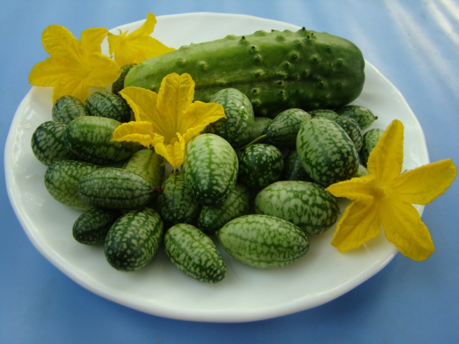 Мелотрия шершавая (Melothria scabra)