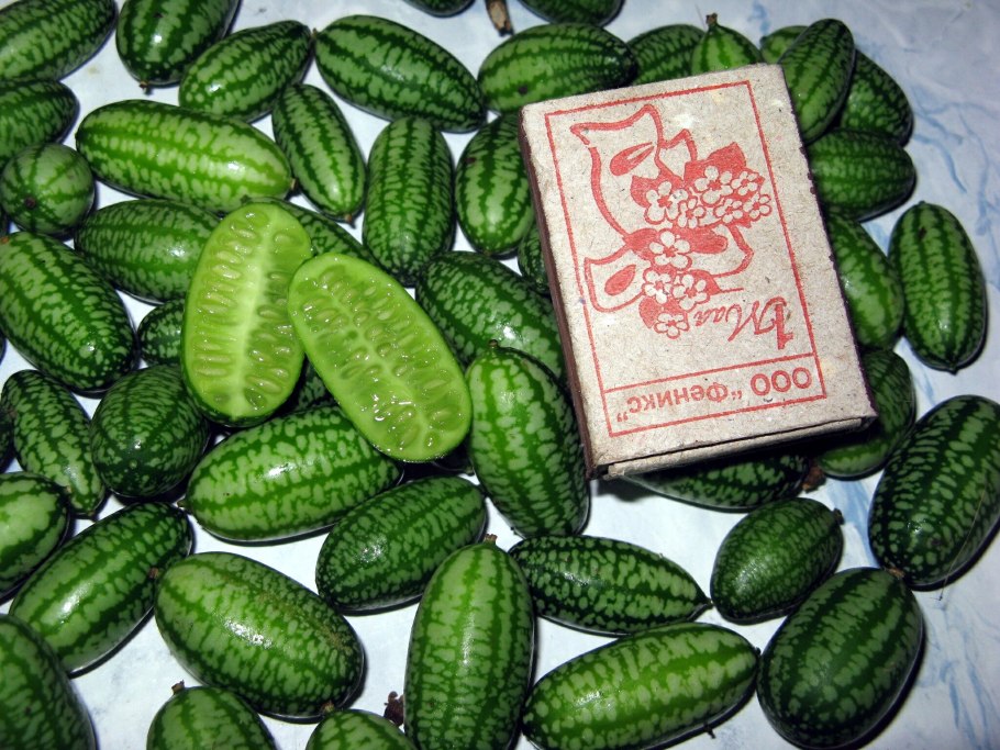 Мелотрия шершавая Колибри