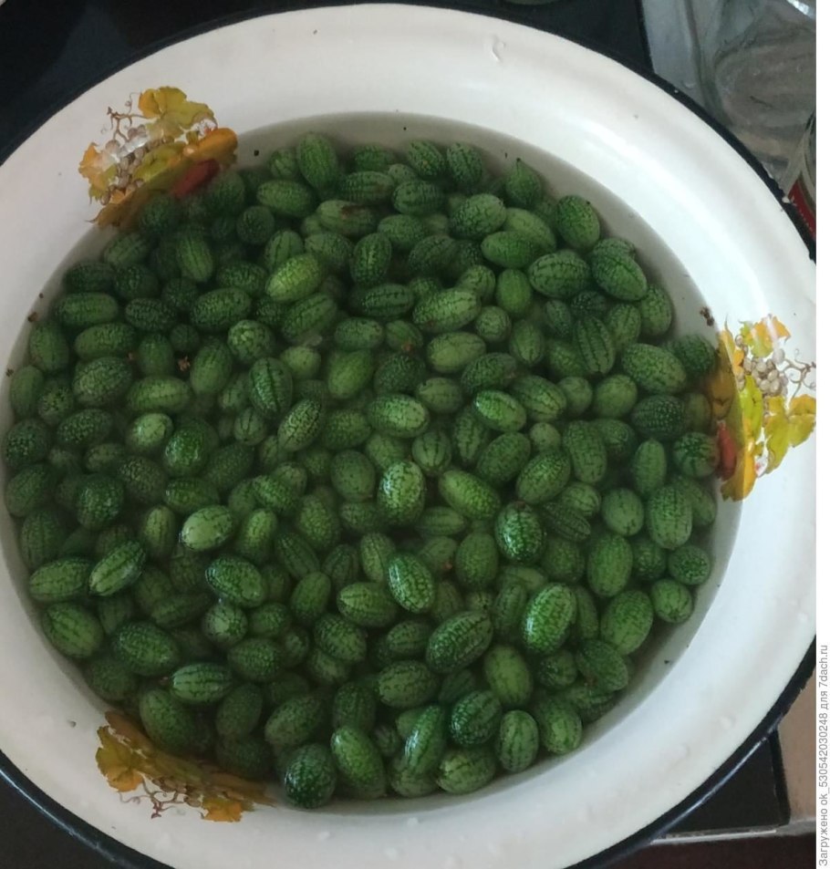 Огурцы мелотрия