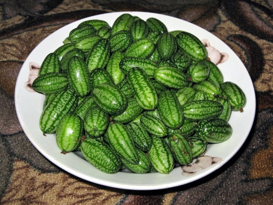 Мышиный огурец мелотрия