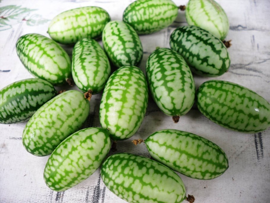 Огурец мелотрия Колибри