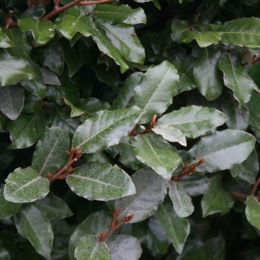 Elaeagnus macrophylla