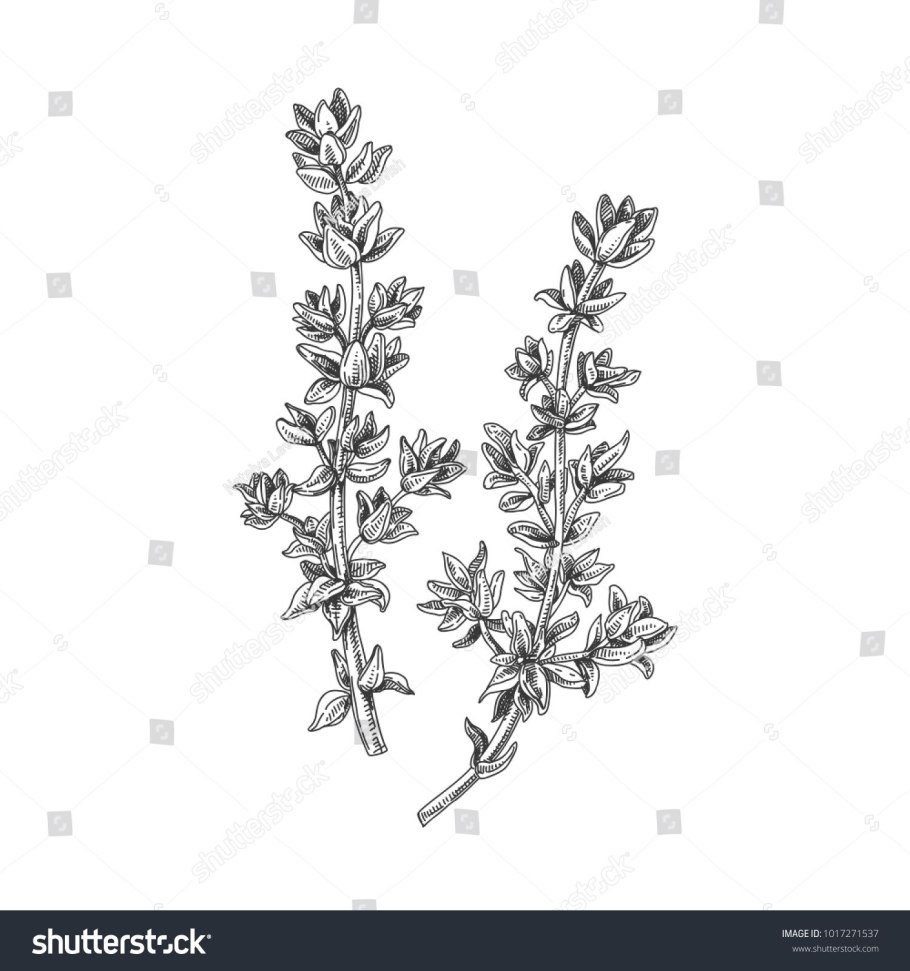 Тимьян обыкновенный Фармакогнозия