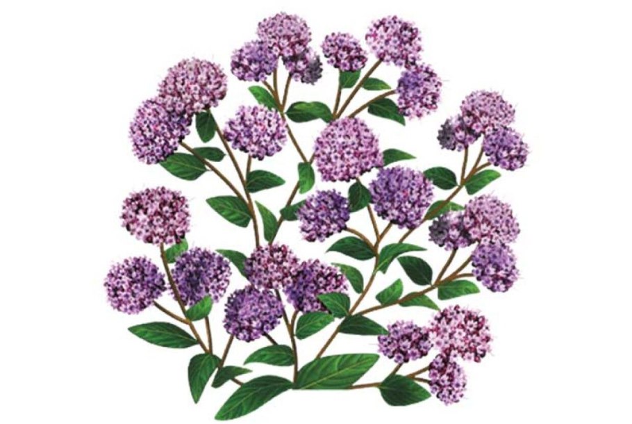 Силуэты травы кустов