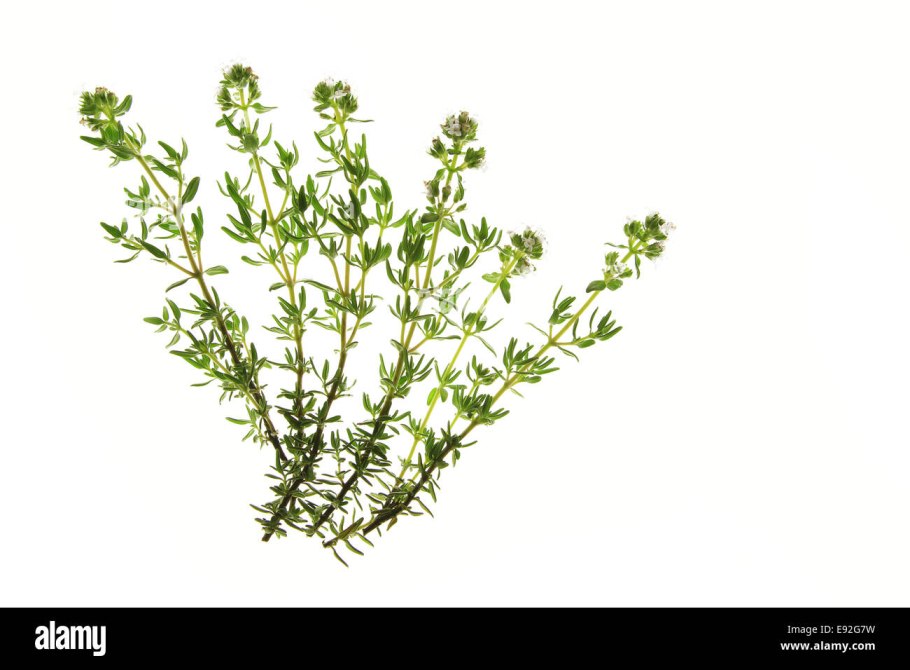 Чабрец контур