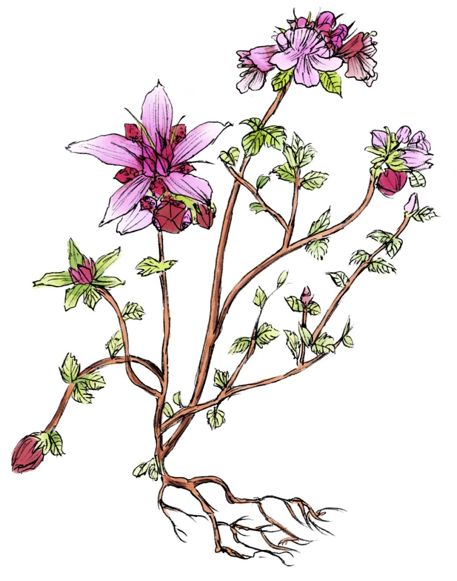 Чабрец вектор