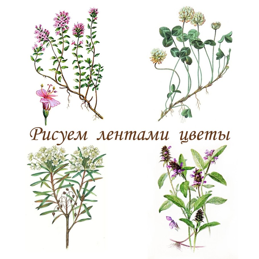 Тимьян ползучий листья