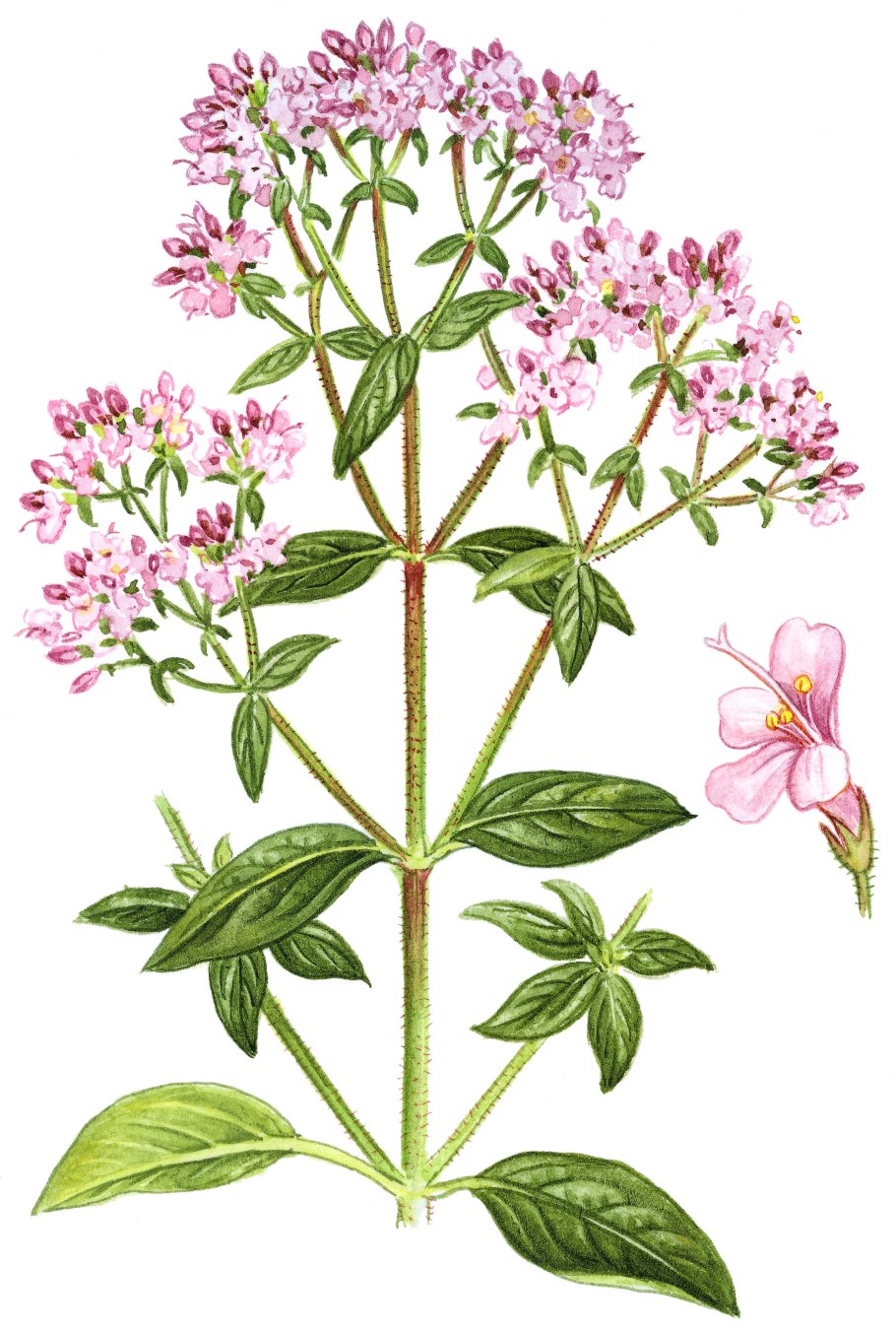 Тимьян ползучий ГФ