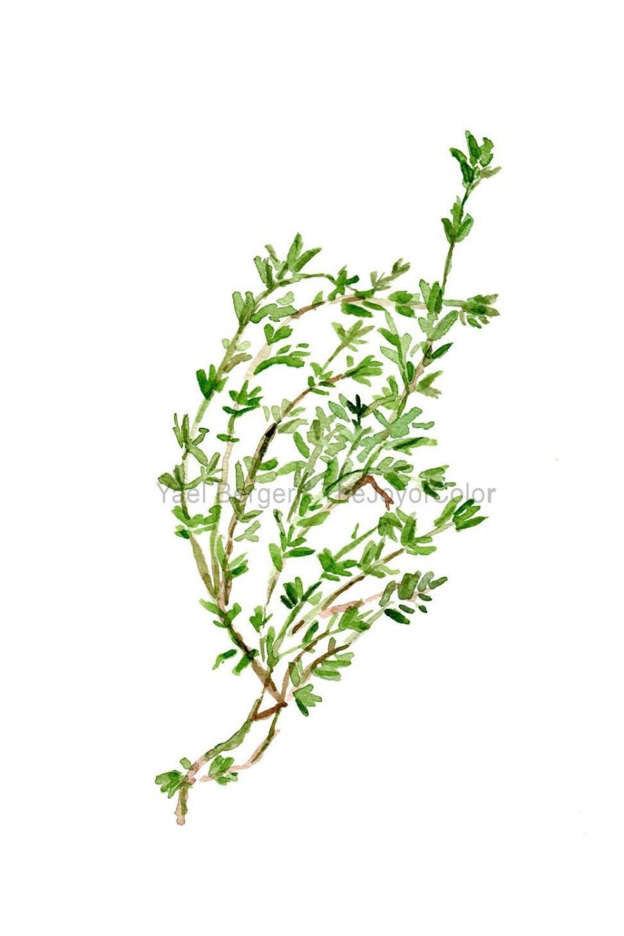 Веточка тимьяна вектор