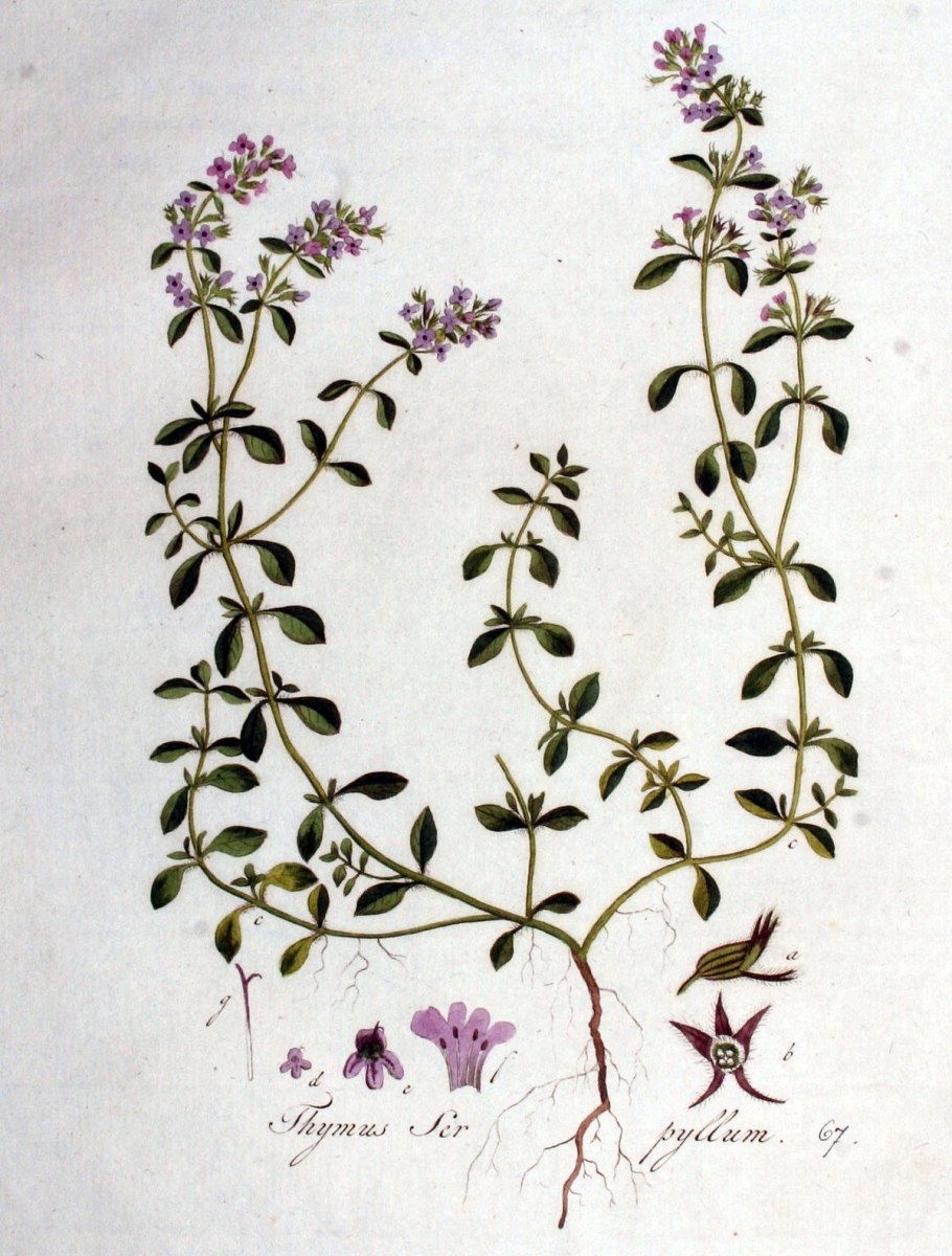 Чабрец в Алтайском крае