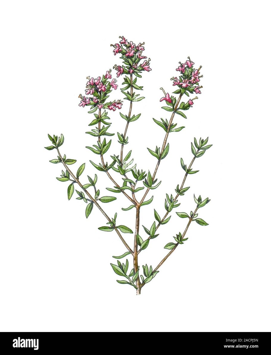 Тимьян ползучий чабрец Фармакогнозия