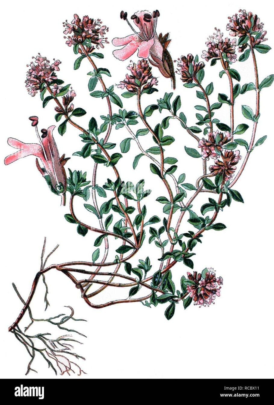 Чабрец раскраска