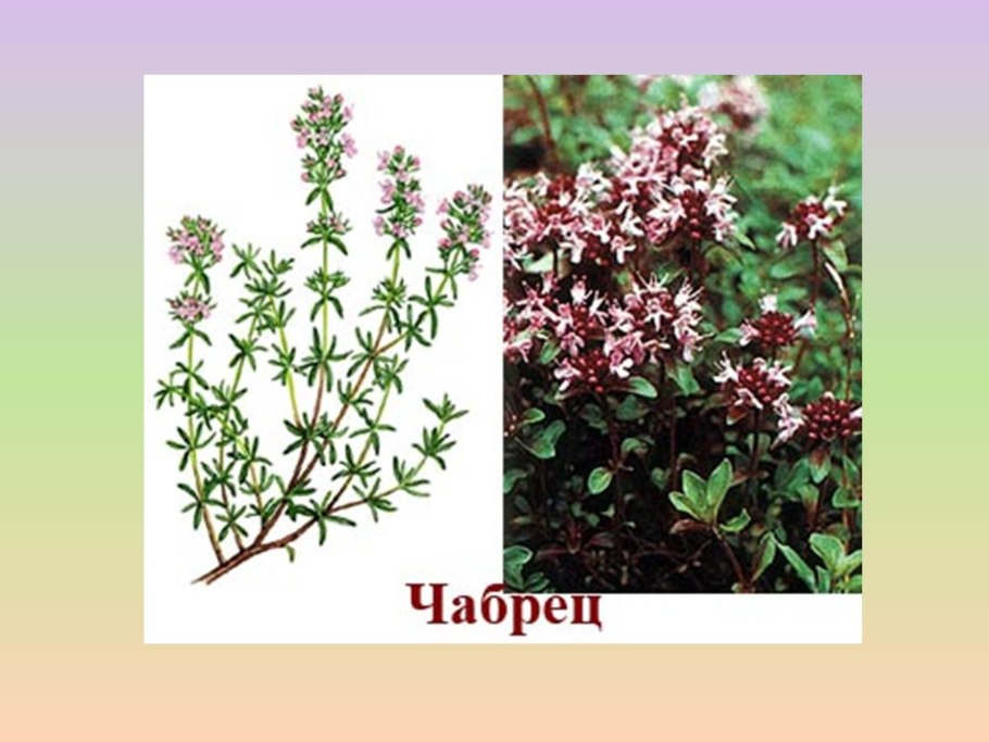 Трава тимьяна обыкновенного