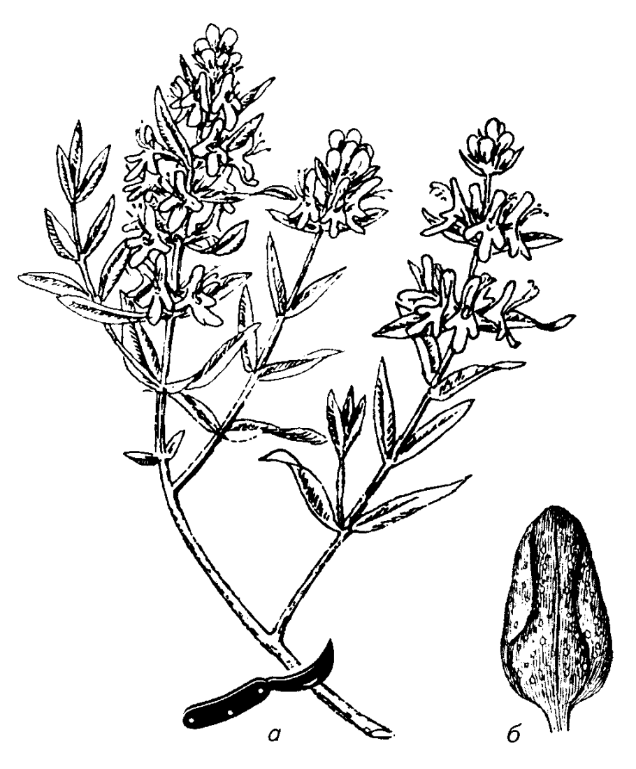 Душица обыкновенная ботаника
