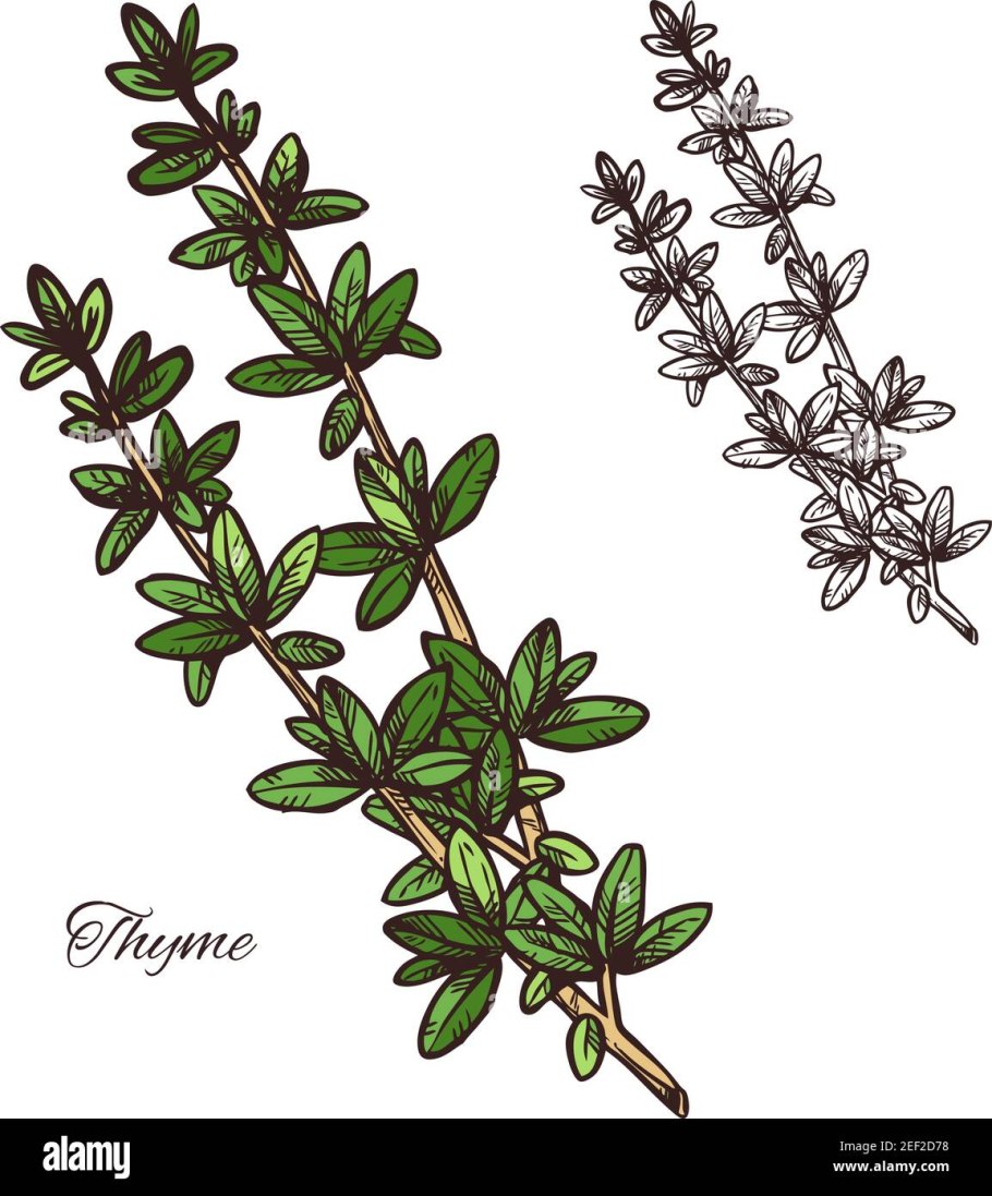 Эмблема чабреца