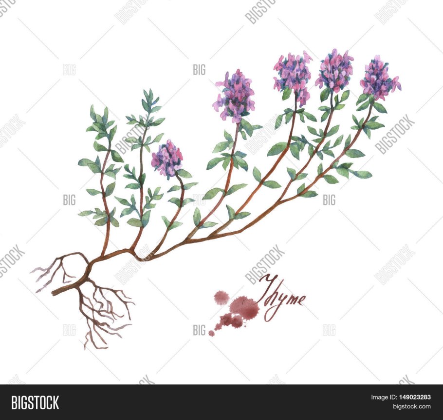 Лечебные травы зверобой шалфей рисунки