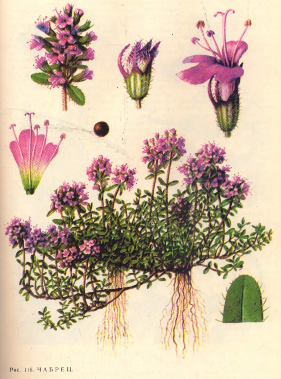 Чабрец скетч