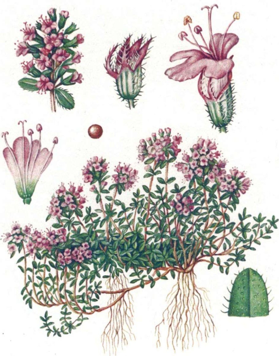 Тимьян рисунок