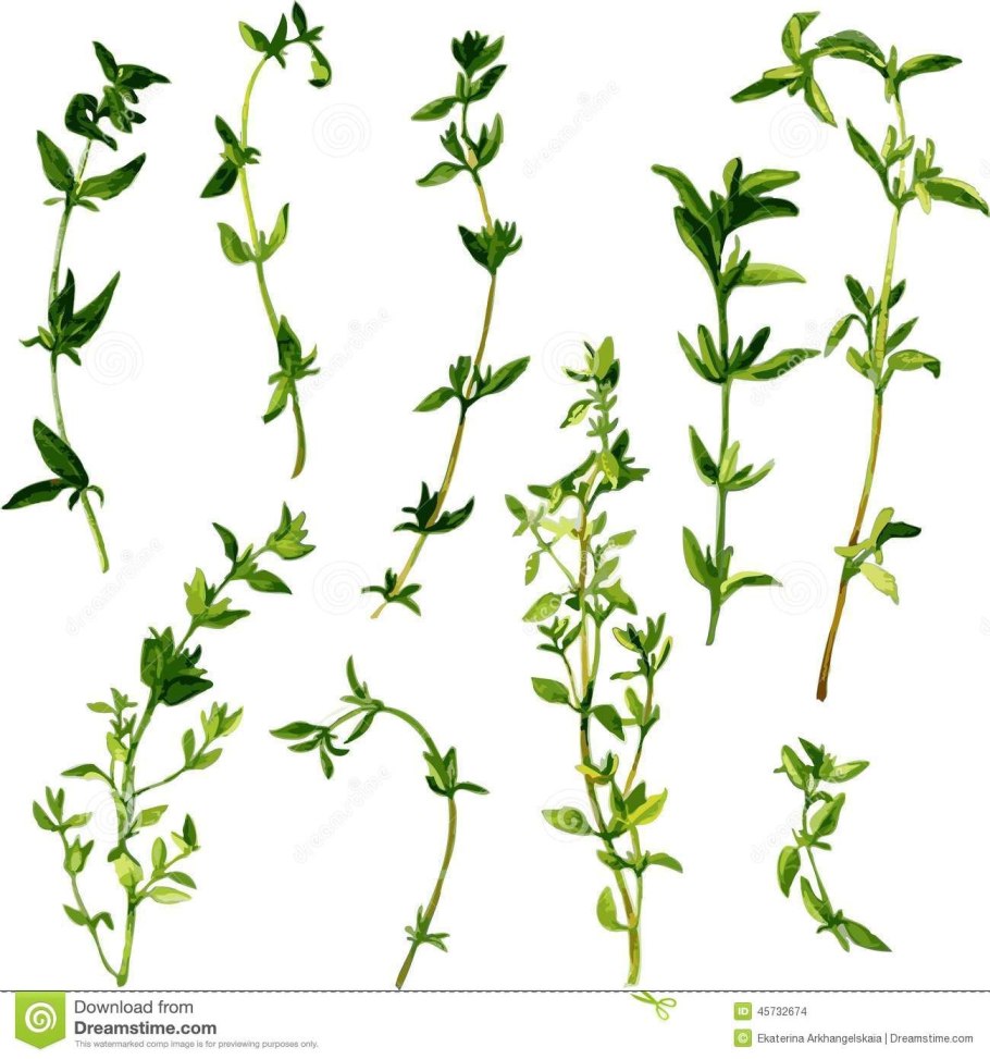 Душица обыкновенная Ботаническая иллюстрация