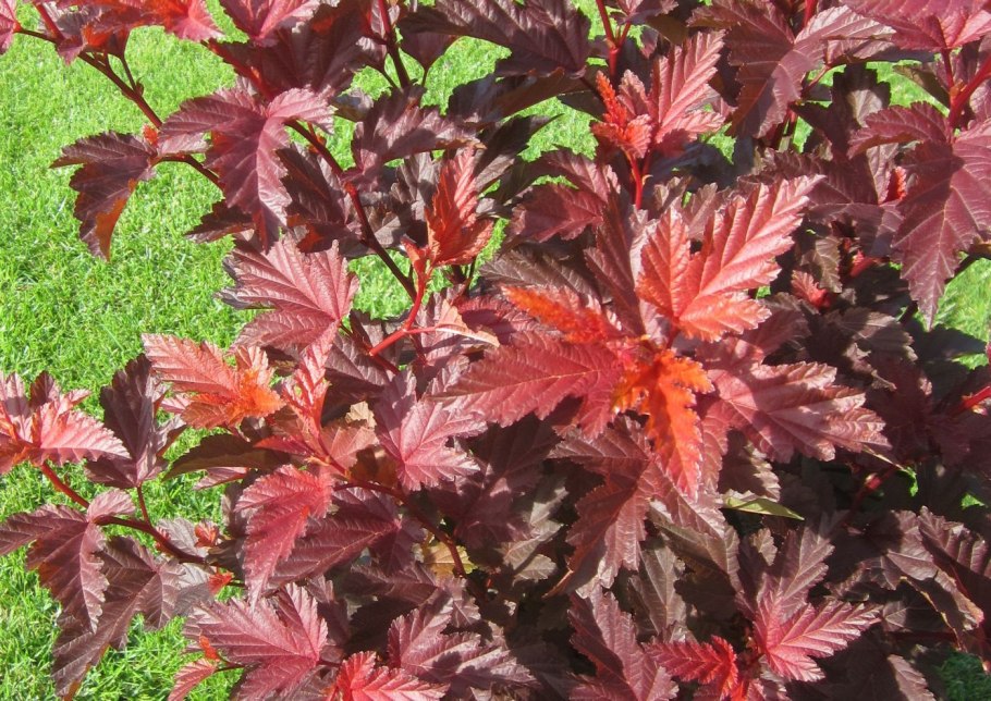 Пузыреплодник Литтл Энджел